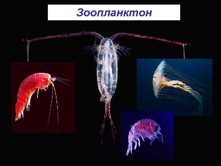 Зоопланктон 
