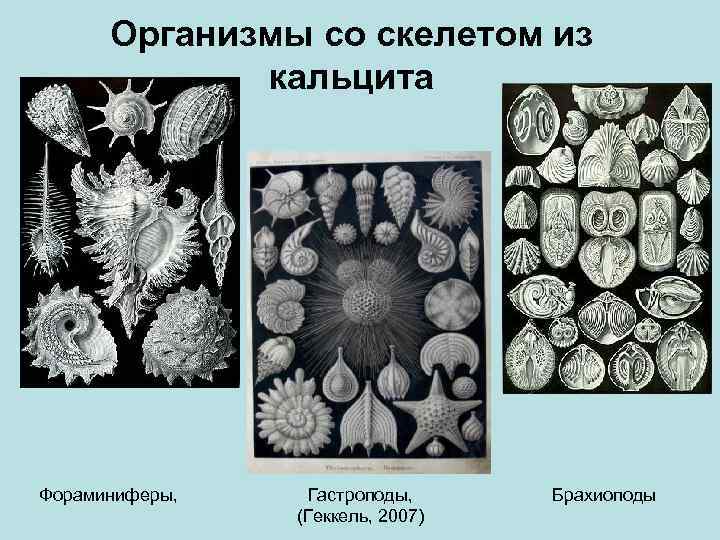 Организмы со скелетом из кальцита Фораминиферы, Гастроподы, (Геккель, 2007) Брахиоподы 