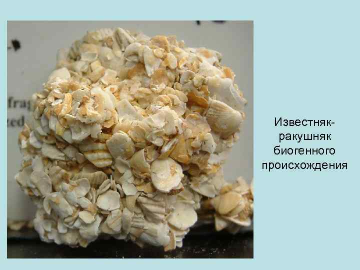 Известнякракушняк биогенного происхождения 