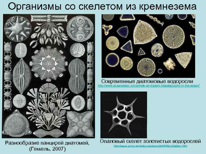 Организмы со скелетом из кремнезема Современные диатомовые водоросли http: //www. oceanology. ru/controls-on-diatom-biogeography-in-the-ocean/ Разнообразие панцирей