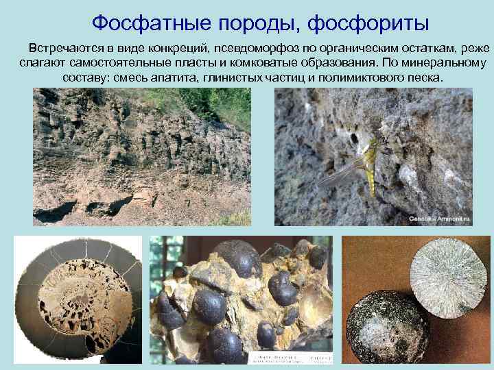 Фосфатные породы, фосфориты Встречаются в виде конкреций, псевдоморфоз по органическим остаткам, реже слагают самостоятельные