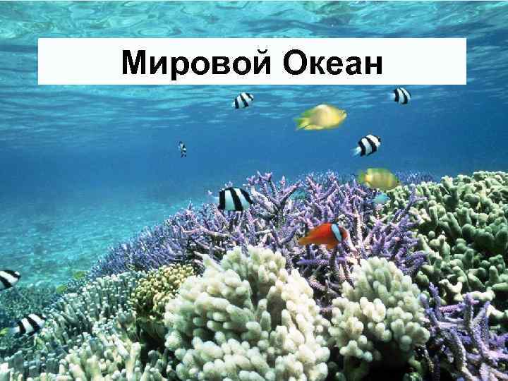 Мировой Океан 