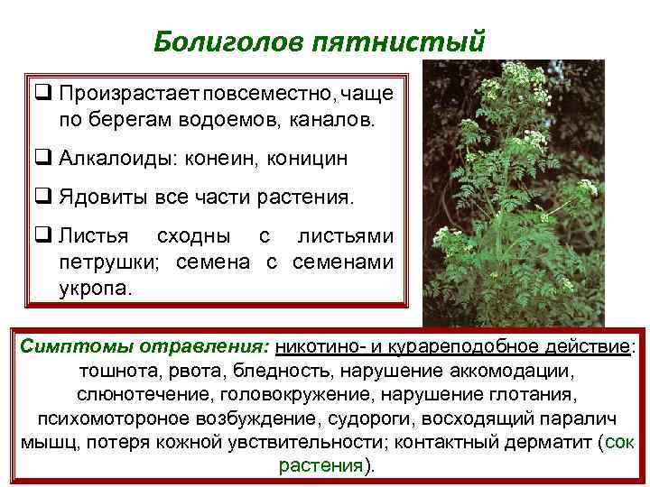 Болиголов пятнистый q Произрастает повсеместно, чаще по берегам водоемов, каналов. q Алкалоиды: конеин, коницин