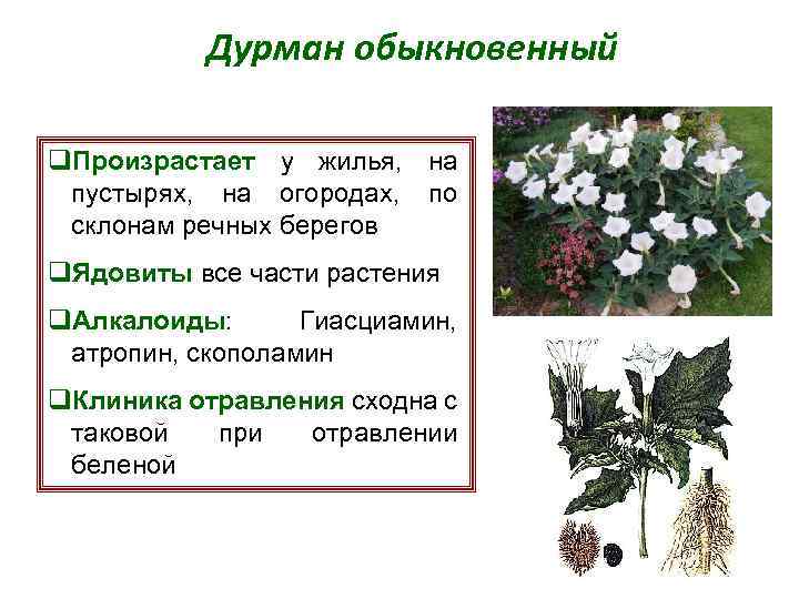 Дурман обыкновенный q. Произрастает у жилья, на пустырях, на огородах, по склонам речных берегов