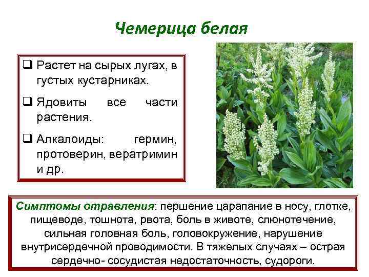 Чемерица белая q Растет на сырых лугах, в густых кустарниках. q Ядовиты растения. все