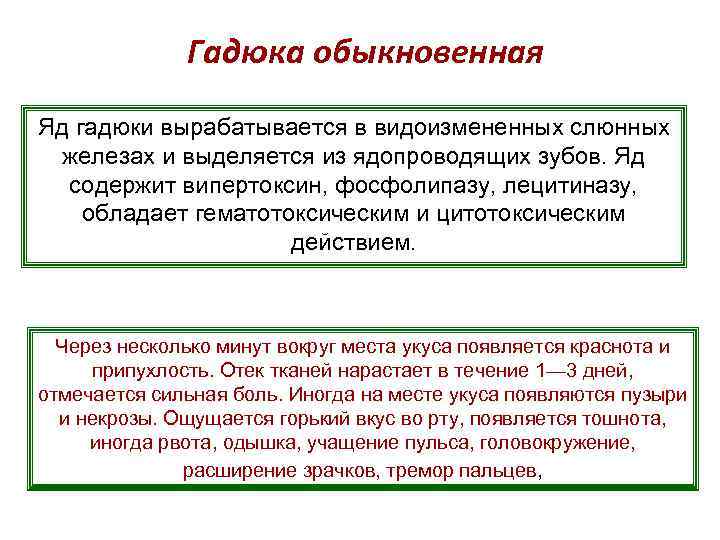 Гадюка обыкновенная Яд гадюки вырабатывается в видоизмененных слюнных железах и выделяется из ядопроводящих зубов.