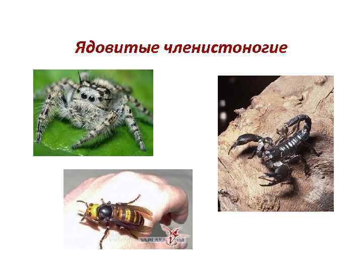 Ядовитые членистоногие 