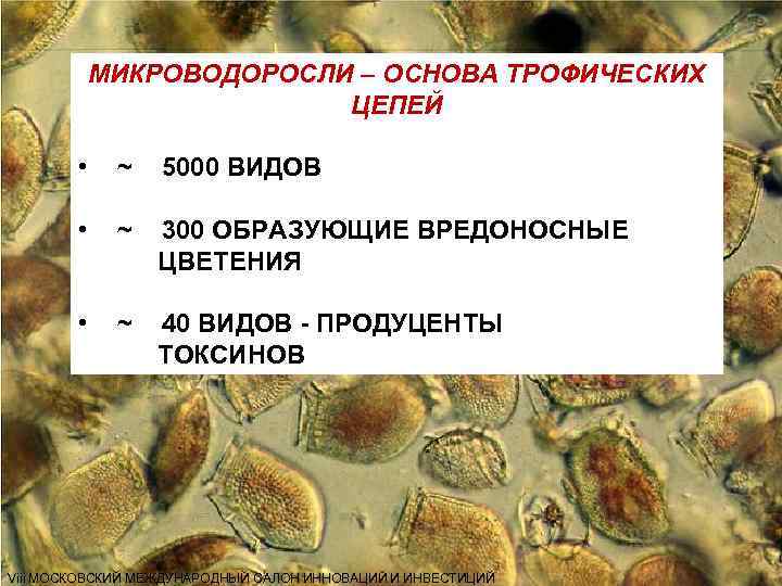 МИКРОВОДОРОСЛИ – ОСНОВА ТРОФИЧЕСКИХ ЦЕПЕЙ • ~ 5000 ВИДОВ • ~ 300 ОБРАЗУЮЩИЕ ВРЕДОНОСНЫЕ