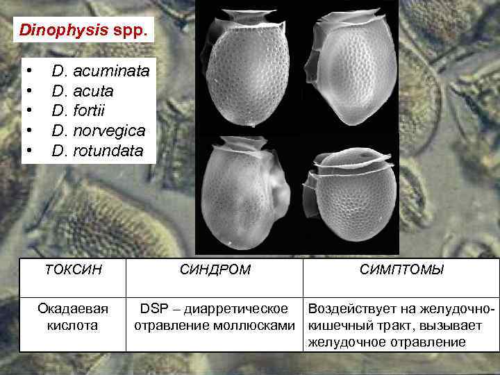 Dinophysis spp. • • • D. acuminata D. acuta D. fortii D. norvegica D.