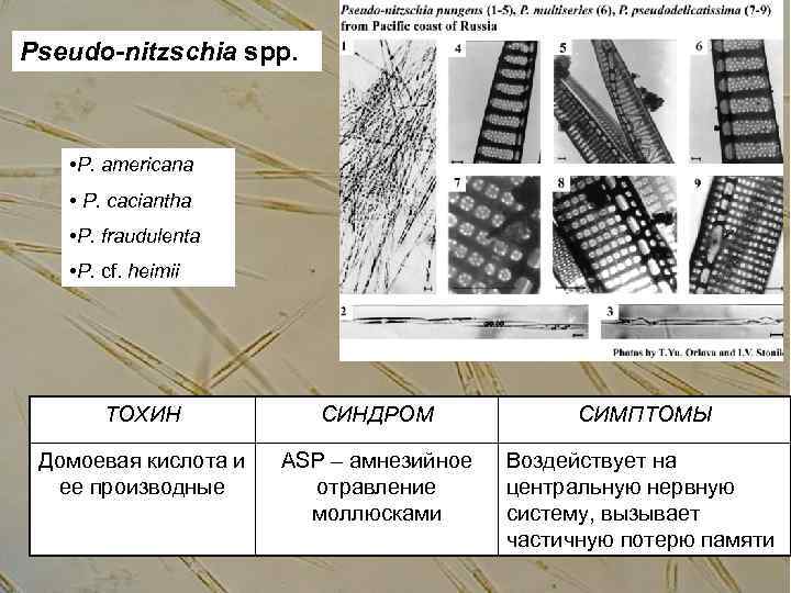 Pseudo-nitzschia spp. • P. americana • P. caciantha • P. fraudulenta • P. cf.