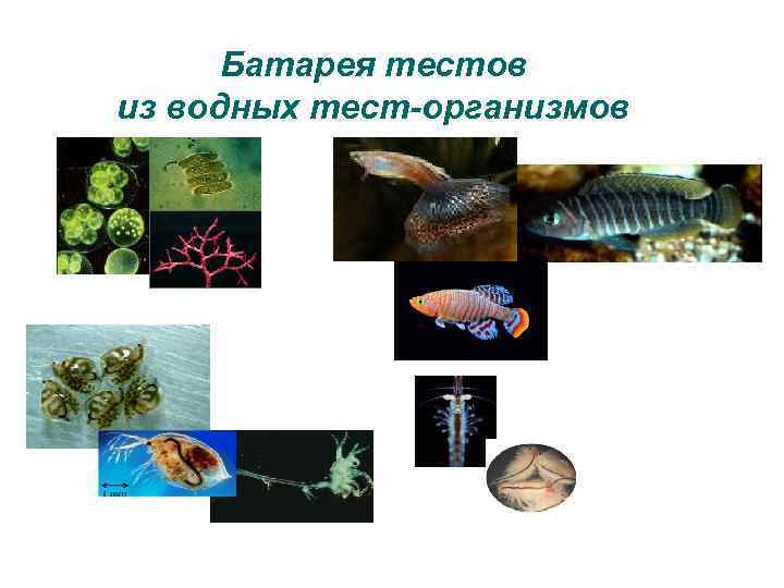 Батарея тестов из водных тест-организмов 
