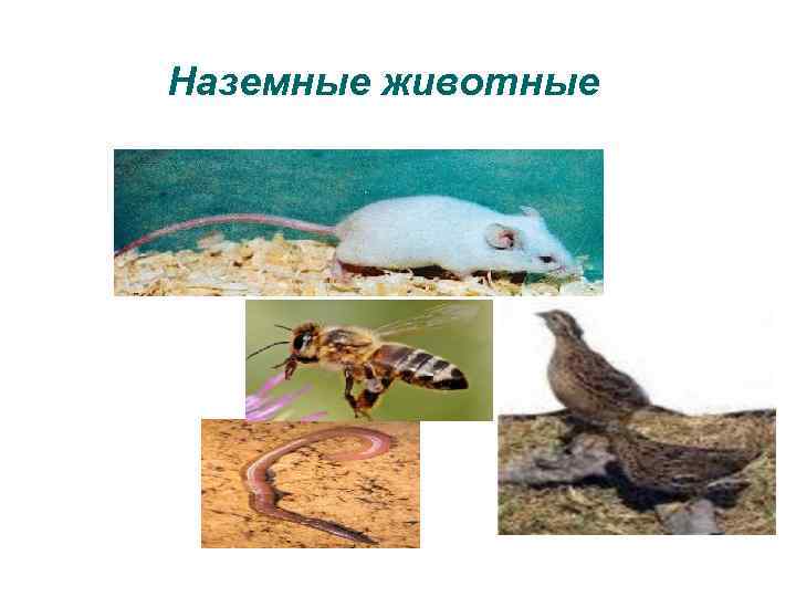 Наземные животные 