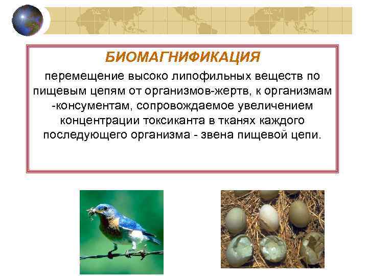 БИОМАГНИФИКАЦИЯ перемещение высоко липофильных веществ по пищевым цепям от организмов-жертв, к организмам -консументам, сопровождаемое