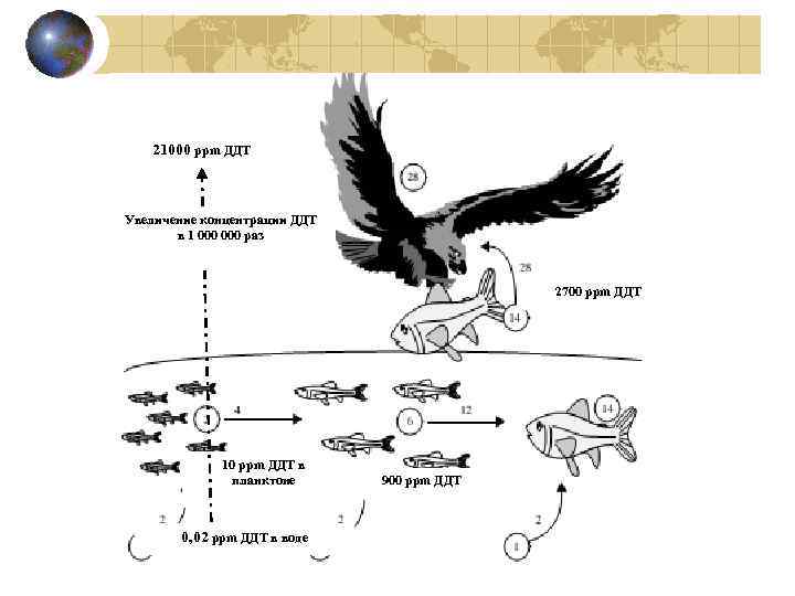 21000 ppm ДДТ Увеличение концентрации ДДТ в 1 000 раз 2700 ppm ДДТ 10