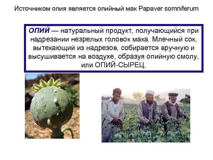 Источником опия является опийный мак Papaver somniferum ОПИЙ — натуральный продукт, получающийся при надрезании