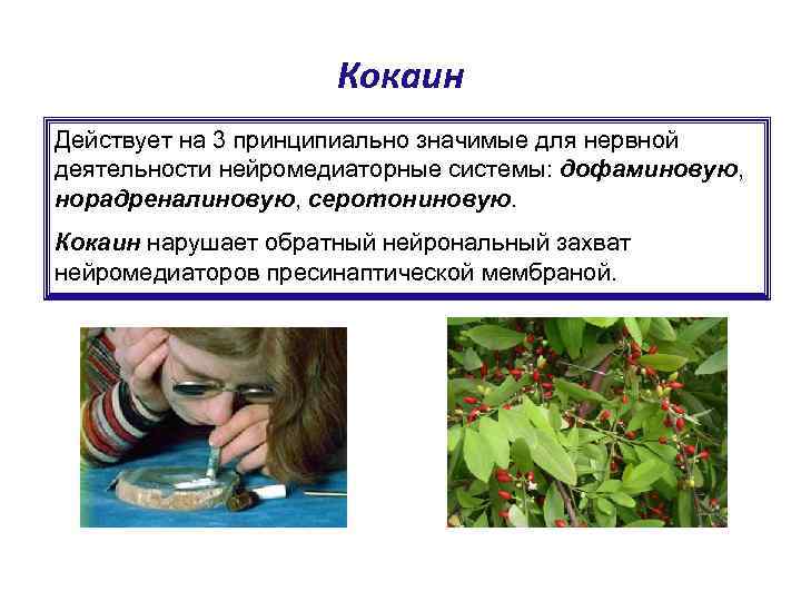 Кокаин Действует на 3 принципиально значимые для нервной деятельности нейромедиаторные системы: дофаминовую, норадреналиновую, серотониновую.