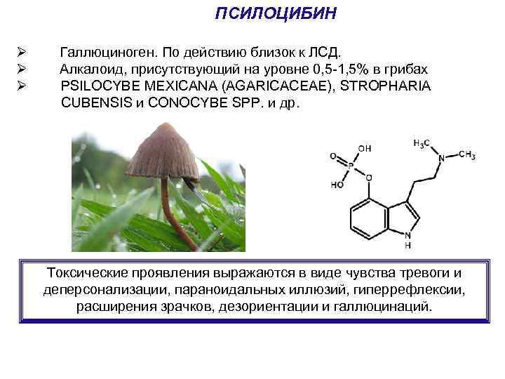 ПСИЛОЦИБИН Ø Ø Ø Галлюциноген. По действию близок к ЛСД. Алкалоид, присутствующий на уровне