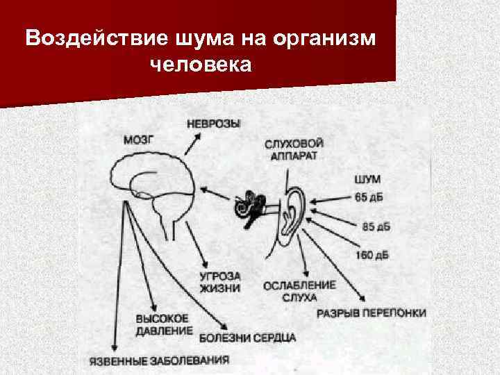 Воздействие шума на организм человека 