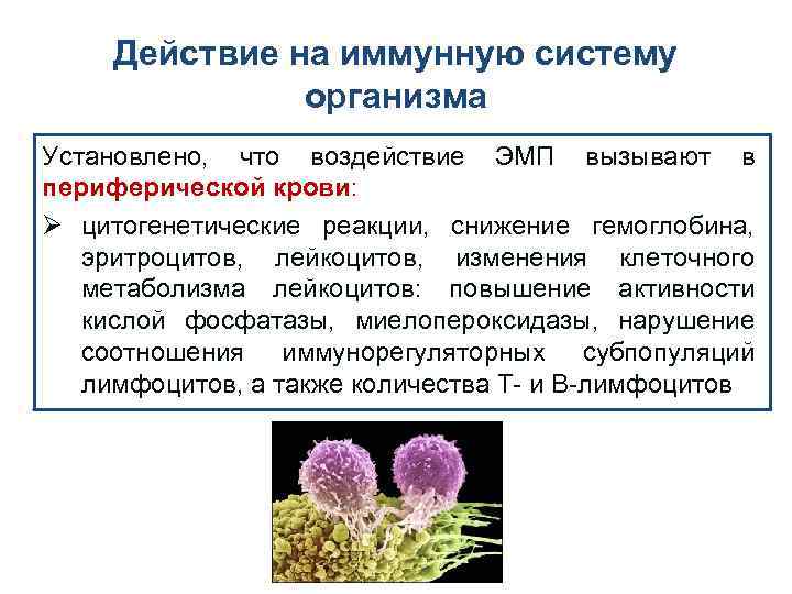 Действие на иммунную систему организма Установлено, что воздействие ЭМП вызывают в периферической крови: Ø