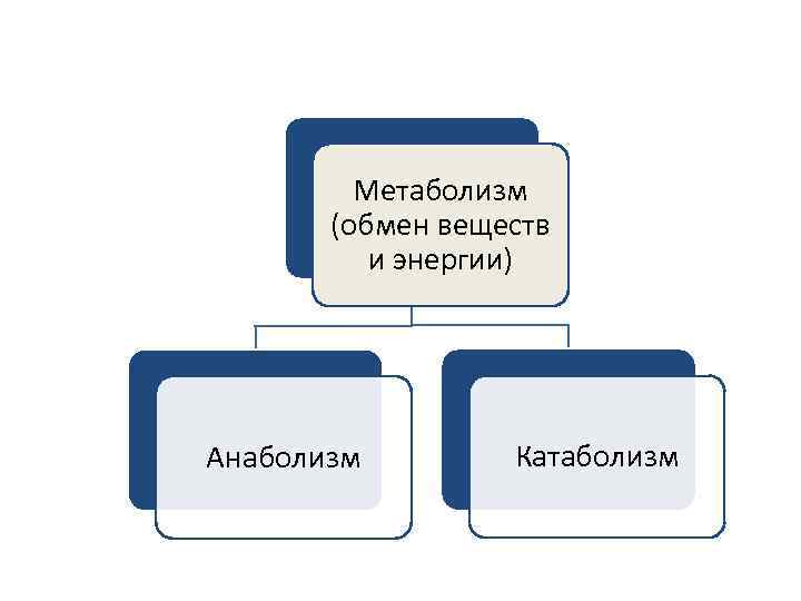 Метаболизм (обмен веществ и энергии) Анаболизм Катаболизм 