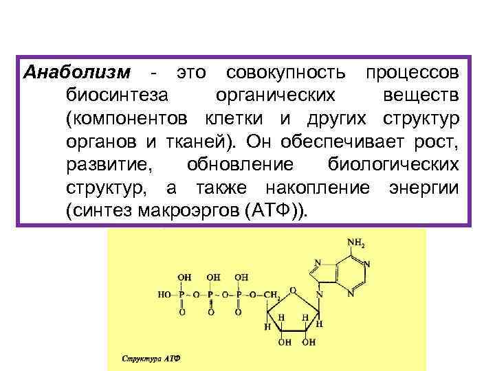 Анаболизм - это совокупность процессов биосинтеза органических веществ (компонентов клетки и других структур органов