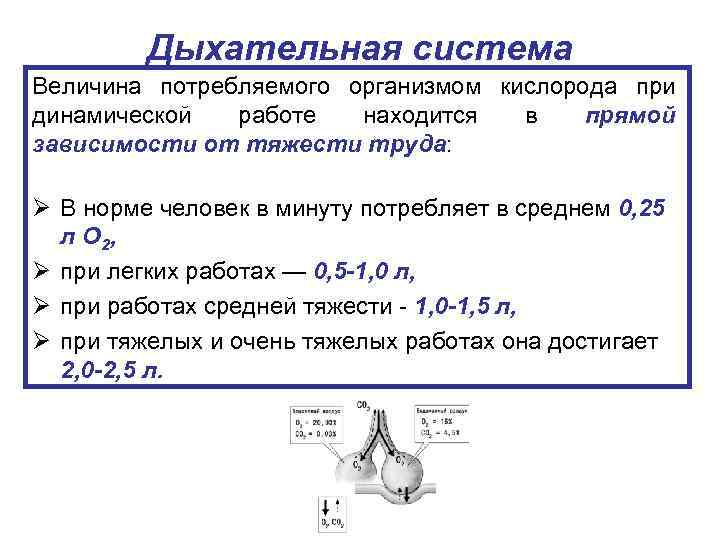 Дыхательная система Величина потребляемого организмом кислорода при динамической работе находится в прямой зависимости от