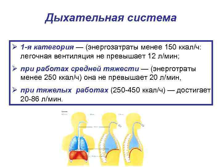 Дыхательная система Ø 1 -я категория — (энергозатраты менее 150 ккал/ч: легочная вентиляция не