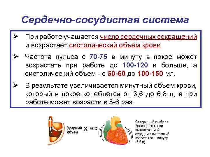 Сердечно-сосудистая система Ø При работе учащается число сердечных сокращений и возрастает систолический объем крови
