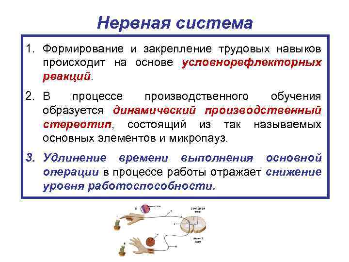 Нервная система 1. Формирование и закрепление трудовых навыков происходит на основе условнорефлекторных реакций. 2.
