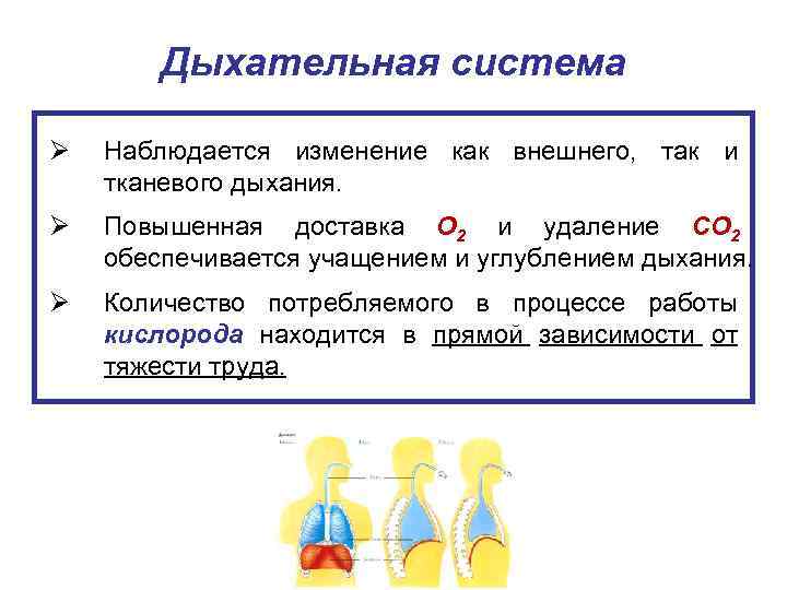 Дыхательная система Ø Наблюдается изменение как внешнего, так и тканевого дыхания. Ø Повышенная доставка