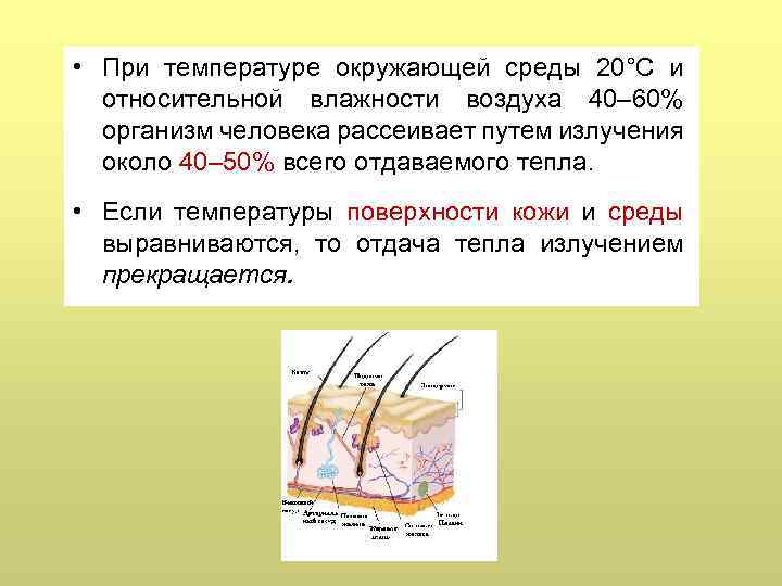  • При температуре окружающей среды 20°С и относительной влажности воздуха 40– 60% организм