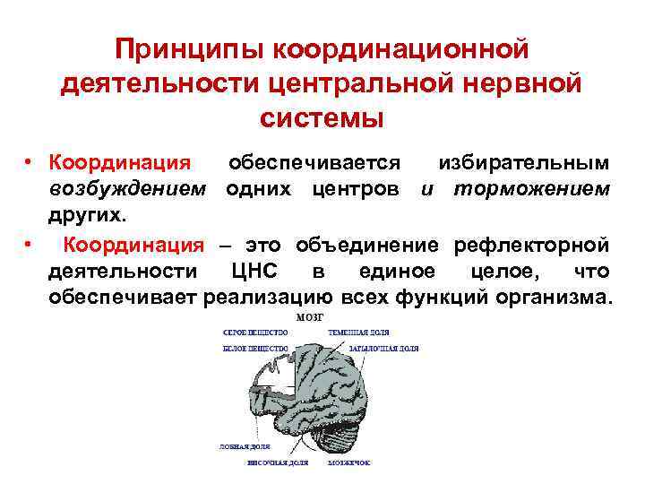 Принципы координационной деятельности центральной нервной системы • Координация обеспечивается избирательным возбуждением одних центров и