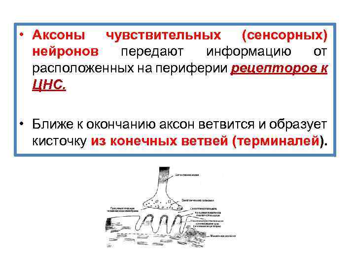  • Аксоны чувствительных (сенсорных) нейронов передают информацию от расположенных на периферии рецепторов к