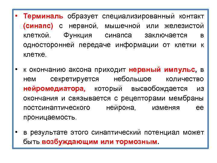  • Терминаль образует специализированный контакт (синапс) с нервной, мышечной или железистой клеткой. Функция