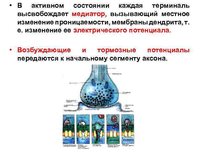  • В активном состоянии каждая терминаль высвобождает медиатор, вызывающий местное изменение проницаемости, мембраны