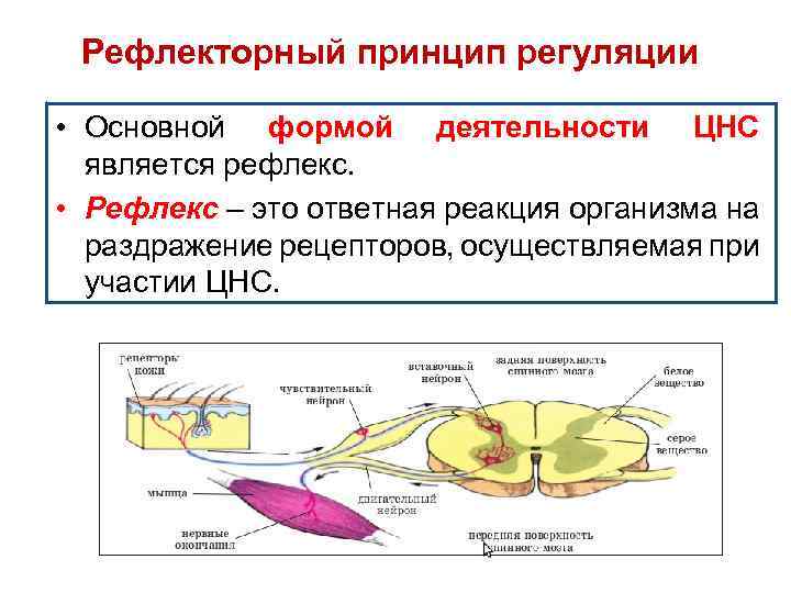 Рефлекторный принцип регуляции • Основной формой деятельности ЦНС является рефлекс. • Рефлекс – это