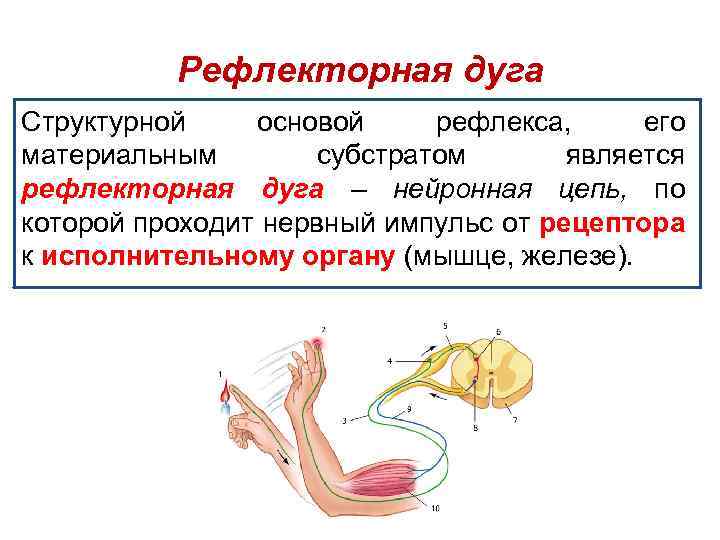 Рефлекторная дуга Структурной основой рефлекса, его материальным субстратом является рефлекторная дуга – нейронная цепь,