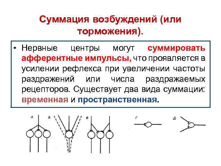 Суммация возбуждений (или торможения). • Нервные центры могут суммировать афферентные импульсы, что проявляется в