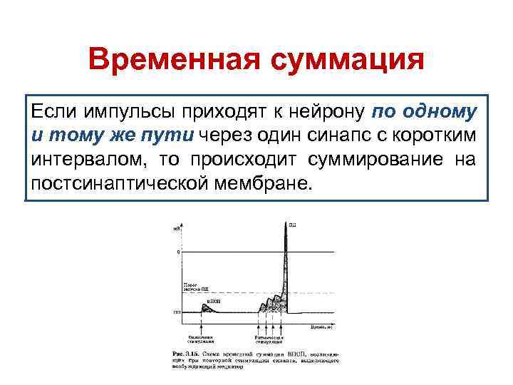 Временная суммация Если импульсы приходят к нейрону по одному и тому же пути через