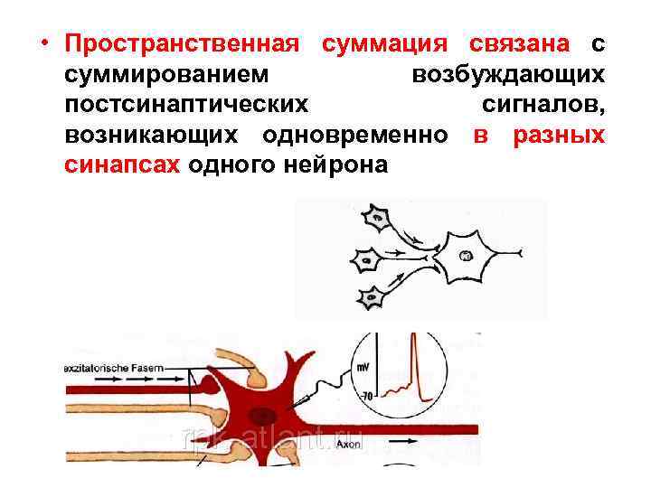  • Пространственная суммация связана с суммированием возбуждающих постсинаптических сигналов, возникающих одновременно в разных