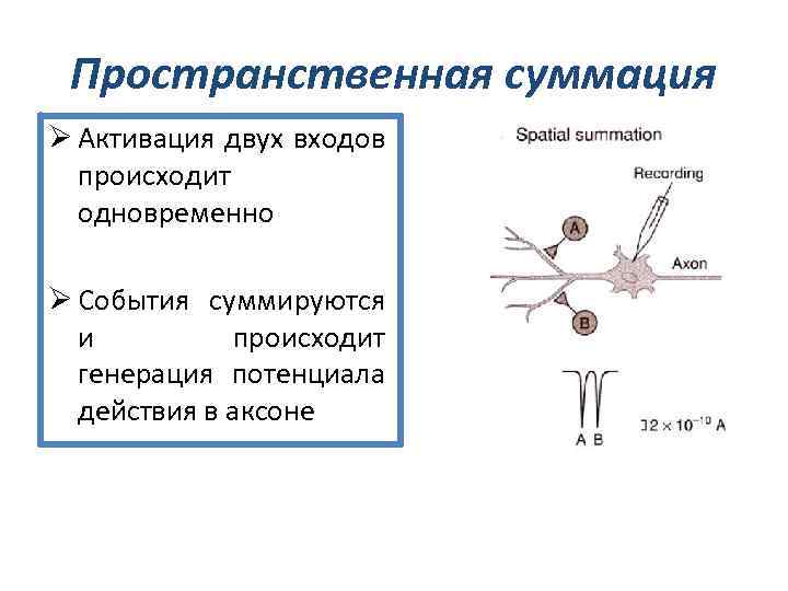 Пространственная суммация Ø Активация двух входов происходит одновременно Ø События суммируются и происходит генерация