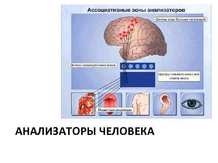 АНАЛИЗАТОРЫ ЧЕЛОВЕКА 