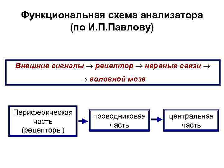 Функциональная схема анализатора (по И. П. Павлову) Внешние сигналы рецептор нервные связи головной мозг