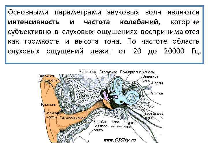 Основными параметрами звуковых волн являются интенсивность и частота колебаний, которые субъективно в слуховых ощущениях