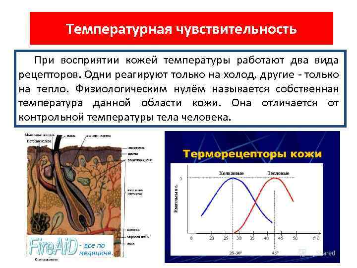 Температурная чувствительность При восприятии кожей температуры работают два вида рецепторов. Одни реагируют только на