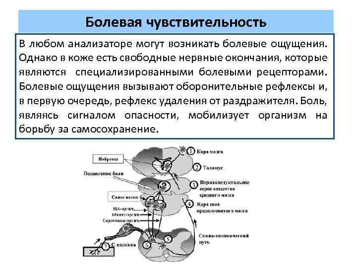 Болевая чувствительность В любом анализаторе могут возникать болевые ощущения. Однако в коже есть свободные
