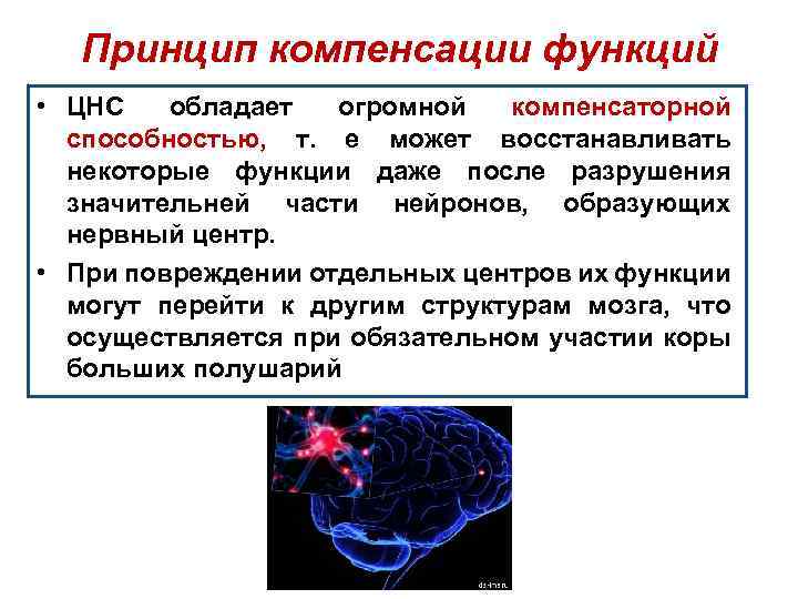 Принцип компенсации функций • ЦНС обладает огромной компенсаторной способностью, т. е может восстанавливать некоторые