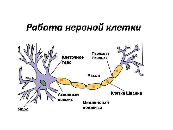 Работа нервной клетки 