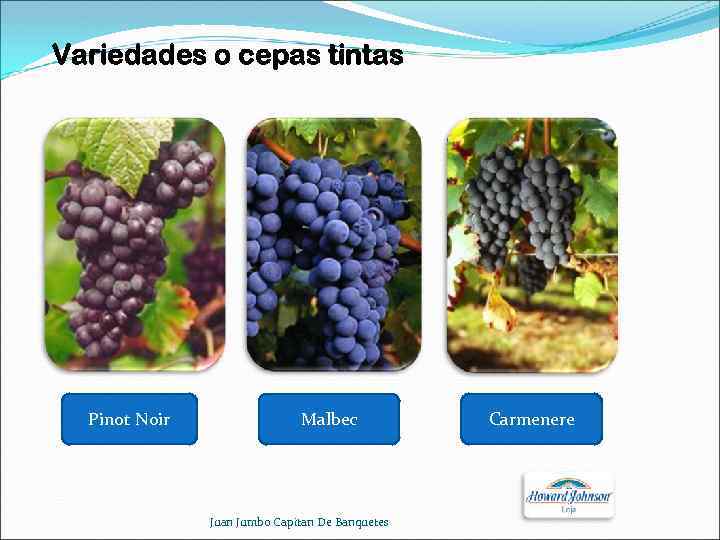 Variedades o cepas tintas Pinot Noir Malbec Juan Jumbo Capitan De Banquetes Carmenere 