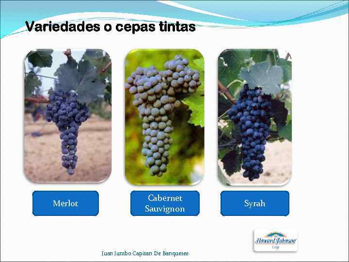 Variedades o cepas tintas Merlot Cabernet Sauvignon Juan Jumbo Capitan De Banquetes Syrah 